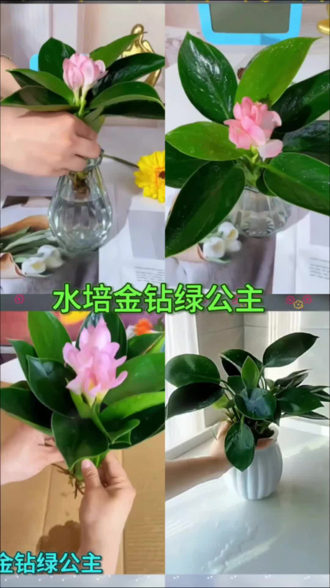 好看好养