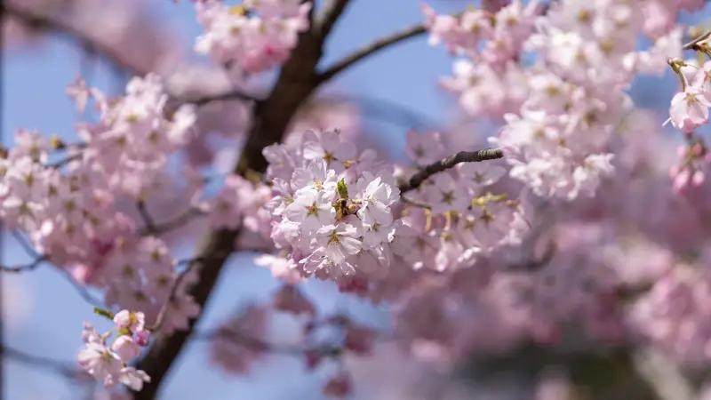 我翻出了之前拍的一张樱花照。照片里，满树的樱花肆意绽放，粉粉嫩嫩的，像天边的云霞