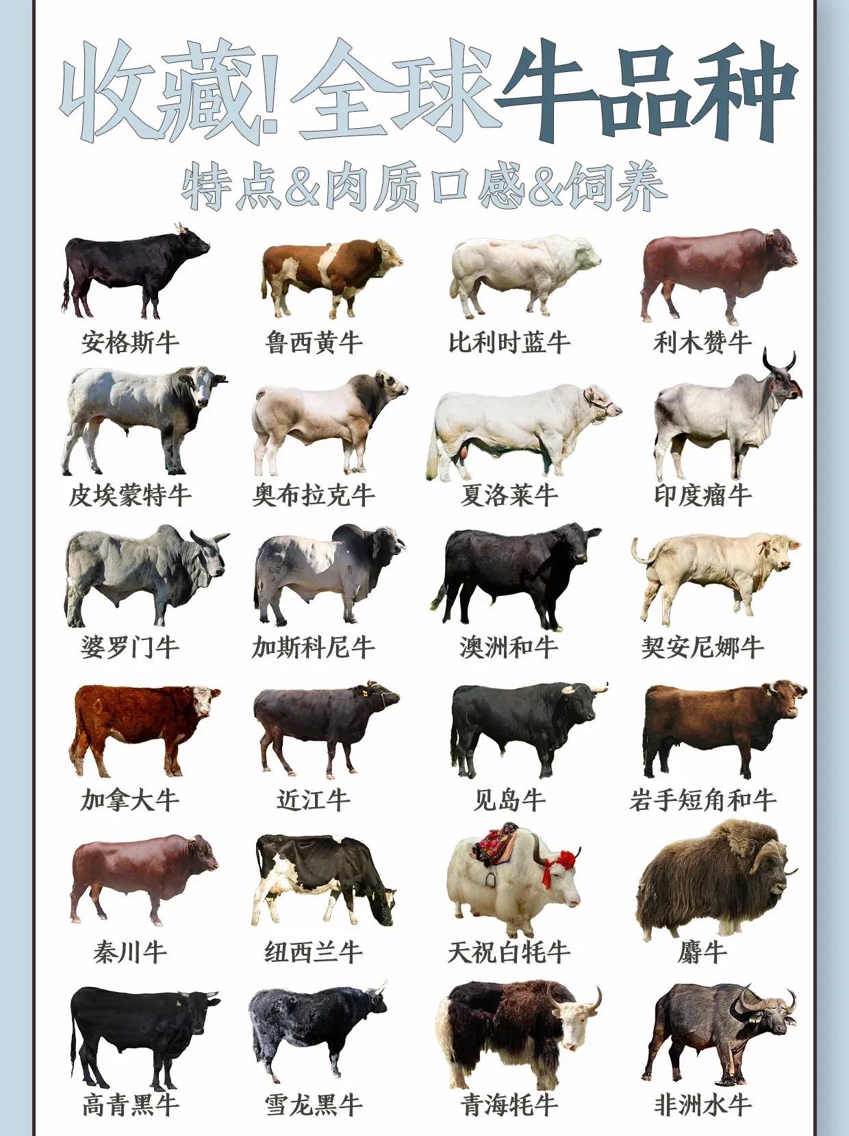 全球48种牛品种的特点、肉质、口感、饲养！
很多人都觉得日本和牛是世界上口感最好