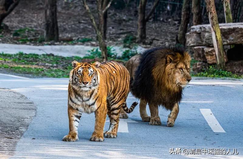 28秒生死瞬间：狮子咬人，饲养员被撤岗，小女孩到底多危险？

挺吓人的，这事儿发