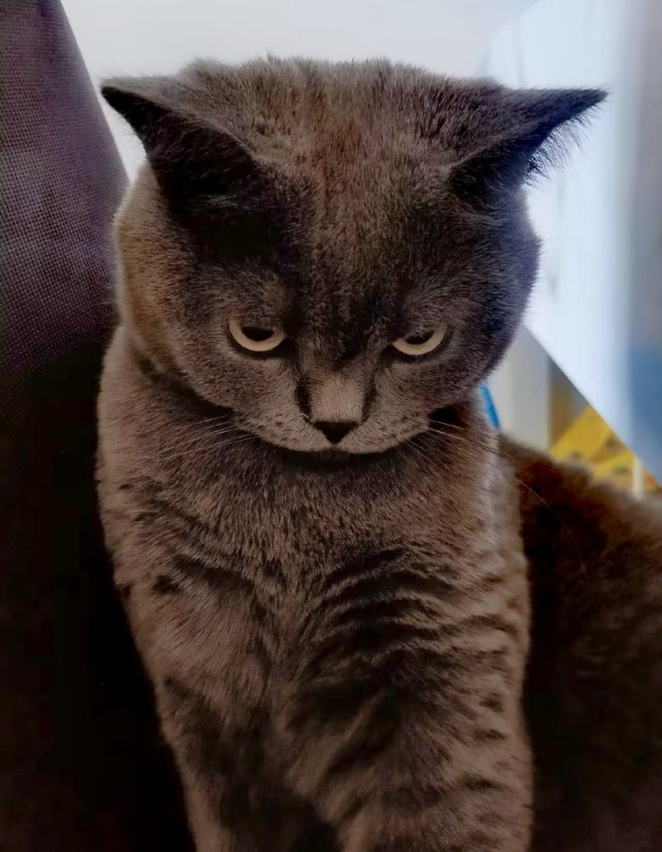 跟家里逆猫正式决裂。刚刚大打出手，现已单方面宣布绝交，冷战到底，望各位铲屎官周知