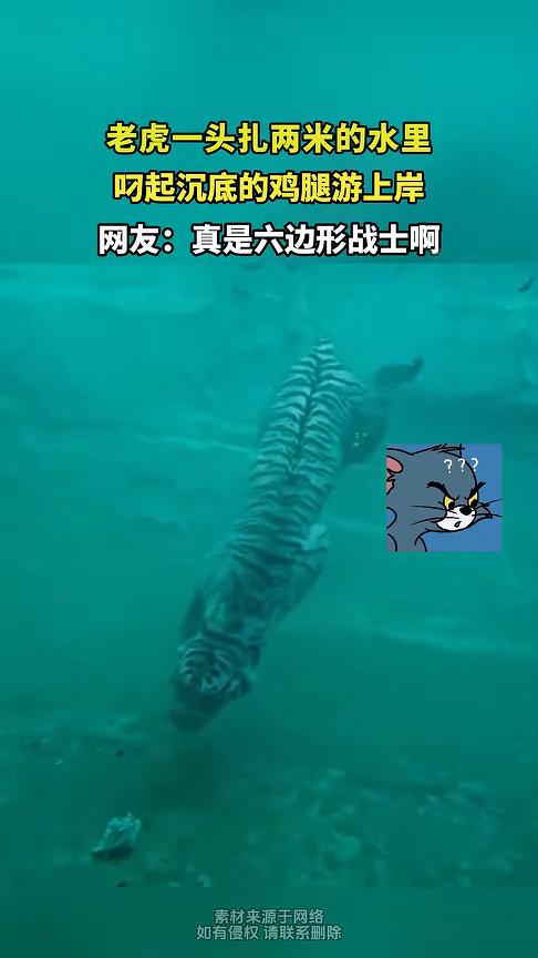 老虎一头扎两米的水里，叼起沉底的鸡腿游上岸。网友：真是六边形战士。
近日，广东广