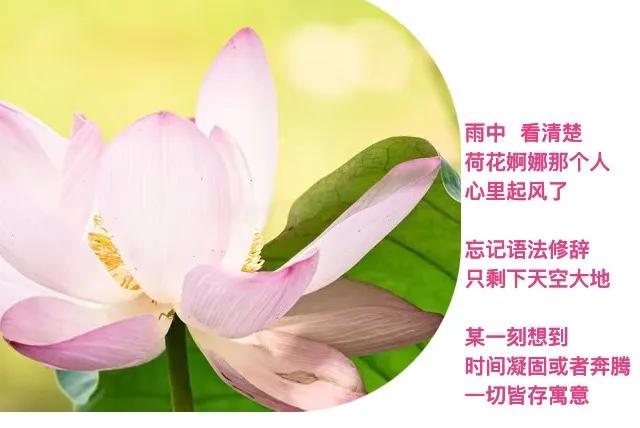急着回家
忘记带回山里阳光了
你还在那
微信发给我一缕吧
．
回复你
夏天这般茂