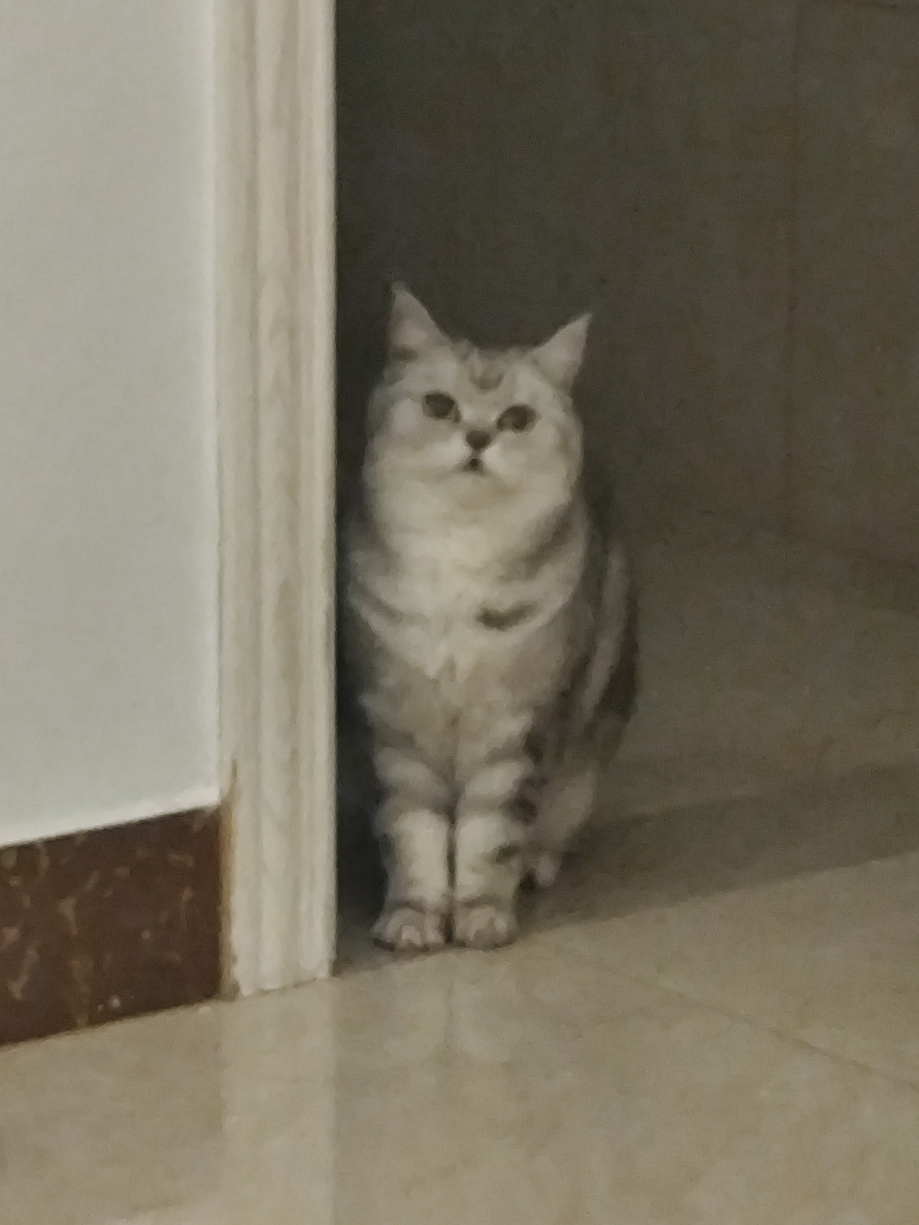 喵 