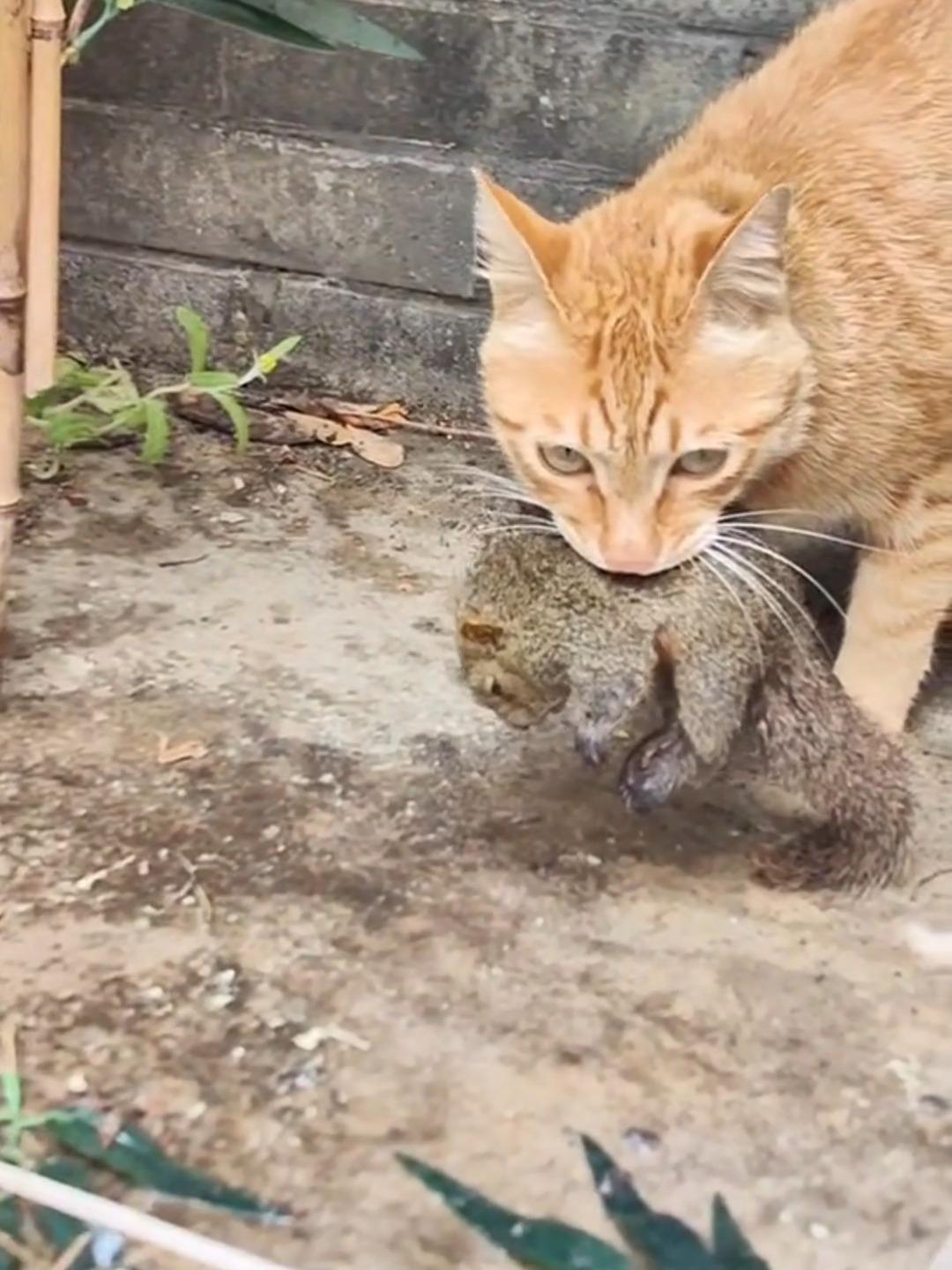 主人把猫抱回家，期望猫能多捉老鼠。如果主人对猫态度好，亲切，尊重猫，猫吃的好，开