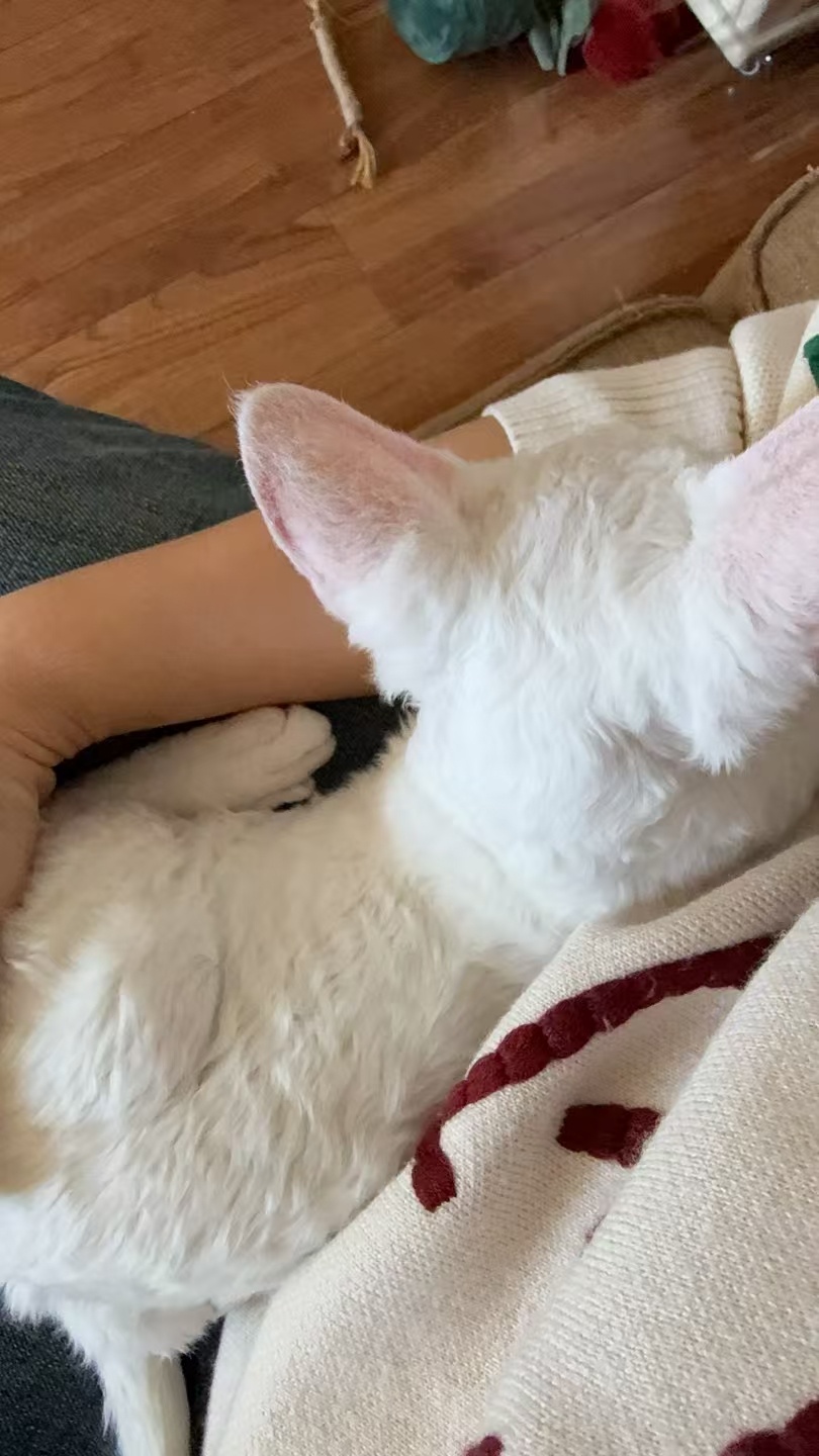 是谁家的八喜老赖在妈妈身上呀？是我家的~找找亮点吧，提示:妈妈的衣服眼熟吗？ 