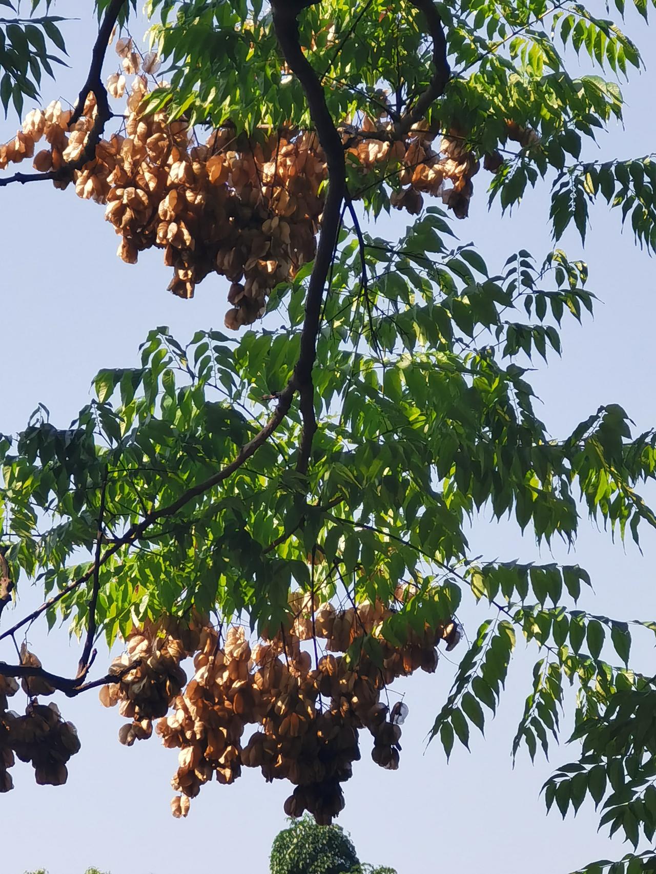 《七律～今生不易》

春风化雨欲回坡，
野水流光直造波。
此日空操心自少，
今生