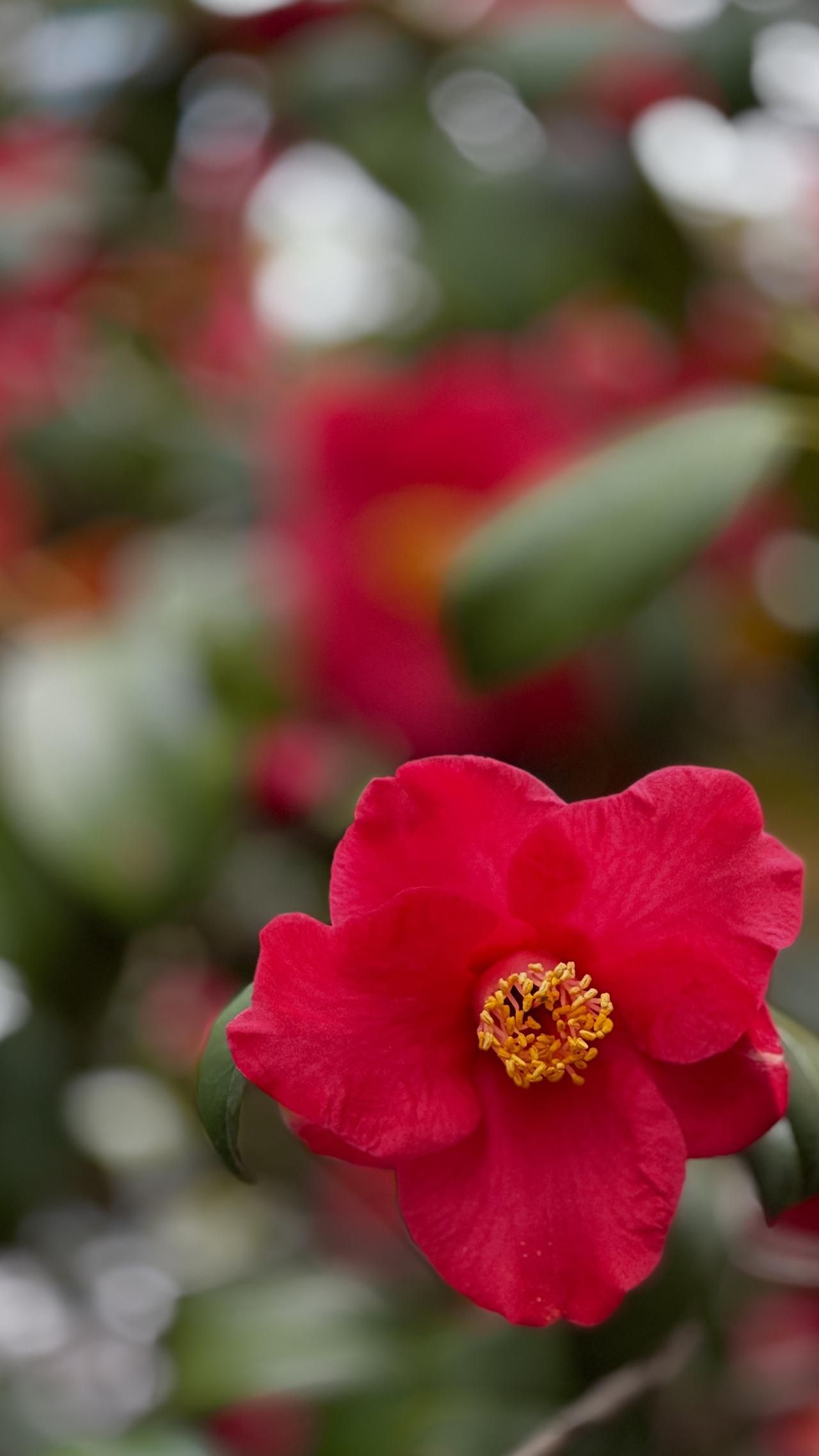 分享一张你相册的拍的花茶花：花色明艳温润，花期绵长，耐寒雅致。