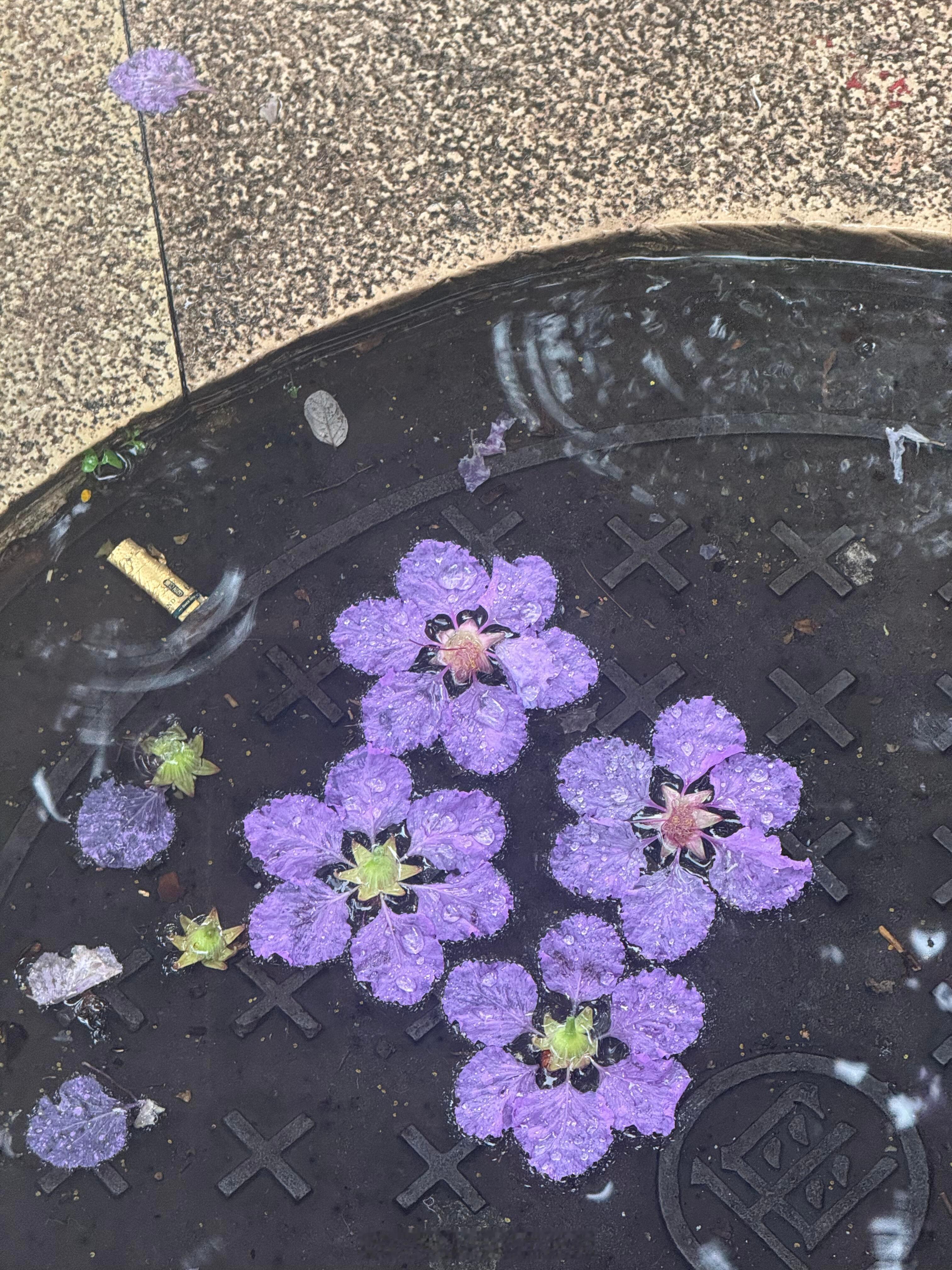 大雨后地上多了一些可爱的作品🌧️生活碎碎念我的精神状态凉好 ​​​