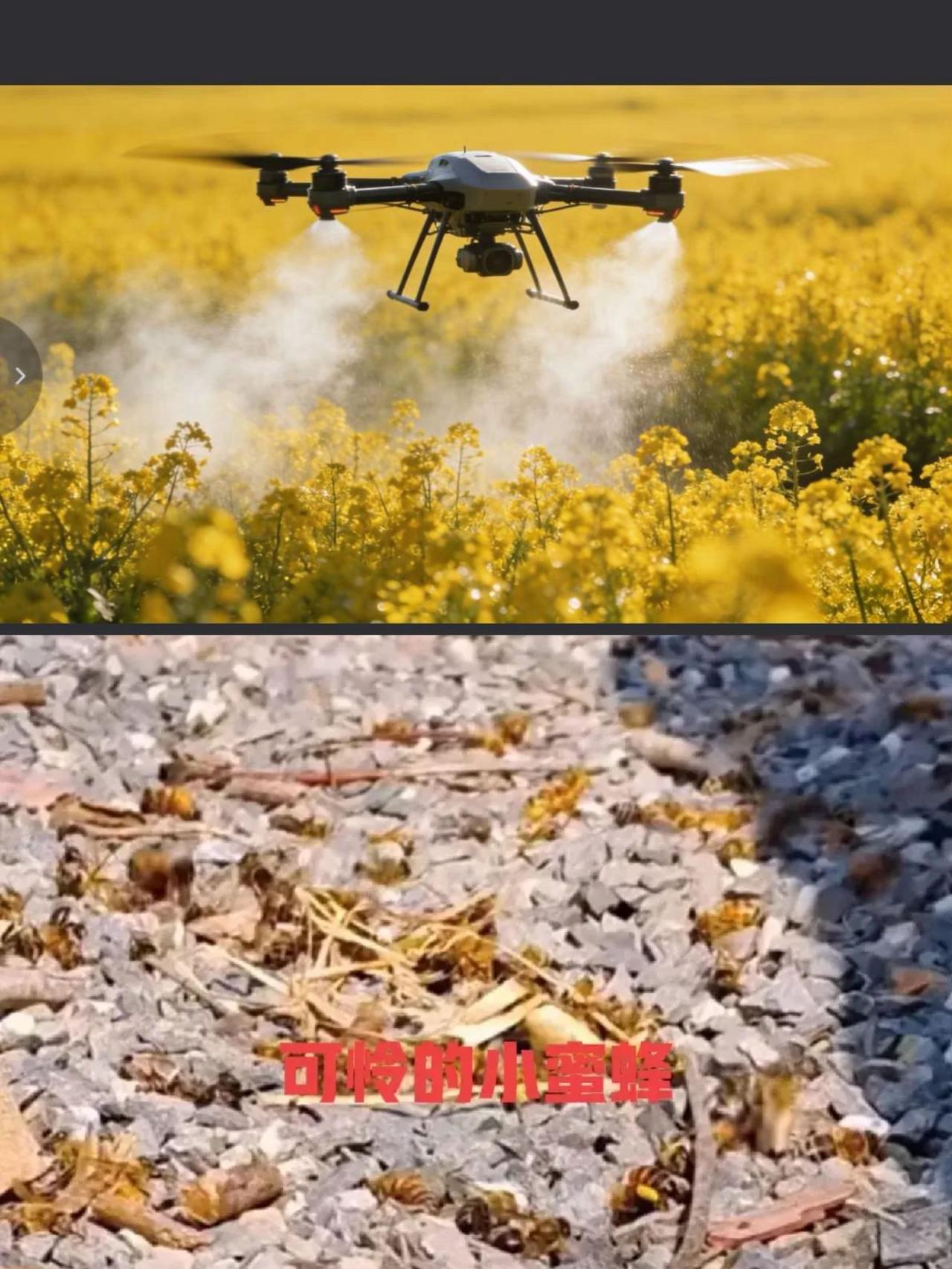 公知刚消停，某些农业专家又开始乱指挥，真的太让人生气了！

现在正是油菜花开得最