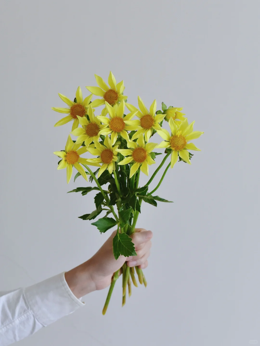 三木谷大丽花·洪卡