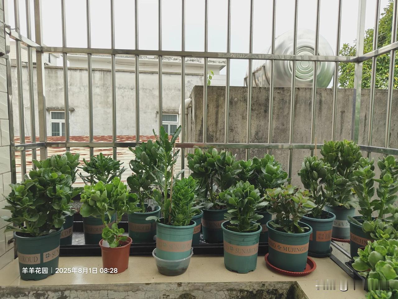你们有阳台养花的吗?羊羊花园，长寿花