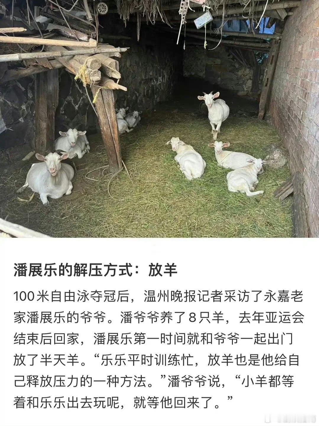 潘展乐一回国天都塌了#潘展乐的解压方式是放羊##潘展乐用放羊解压# ​​​