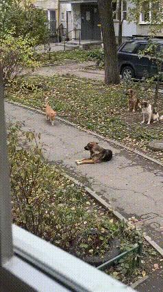 谁能想到气场这东西，和个头大小一点关系都没有。
 
这只橘猫慢悠悠在路上走着，步