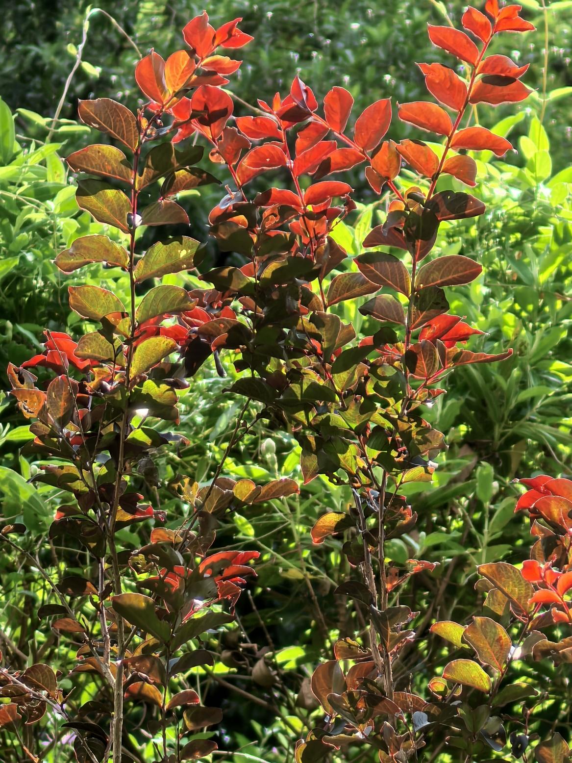 “三季观紫叶、盛夏赏红花”，红叶紫薇，紫薇家族中少有的花叶共赏品种。
一般的紫薇