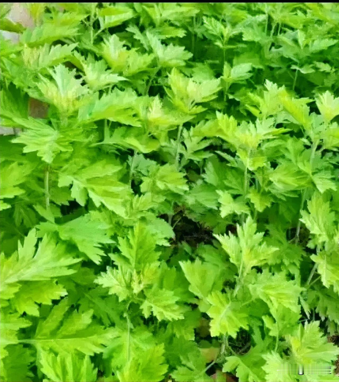 春天的鲜味，全在山野里
 
谁懂啊！一到春天，山野里全是藏不住的小惊喜！
 
翠