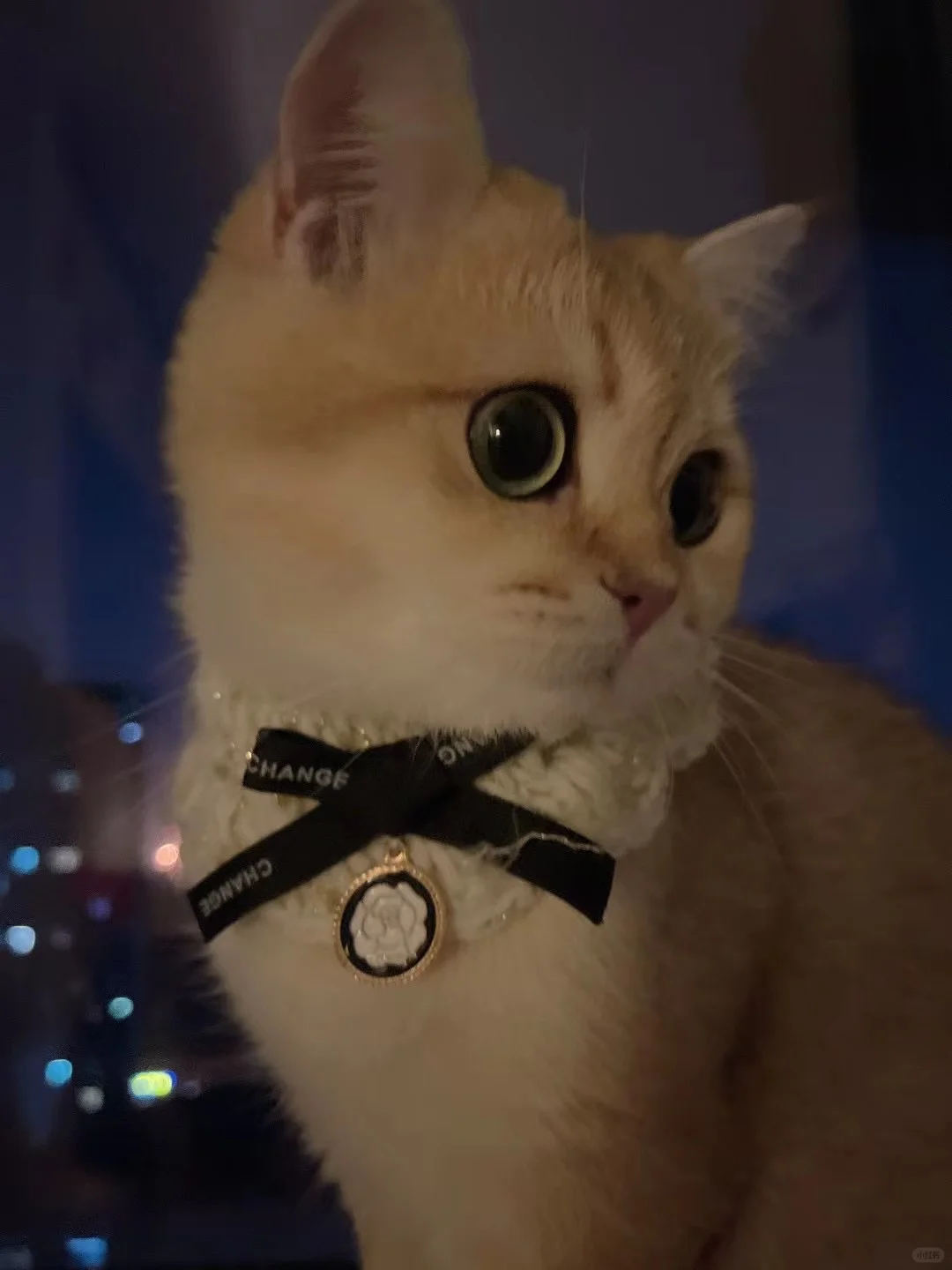 铲屎官陪不了猫主子？那就换它来陪伴吧❗