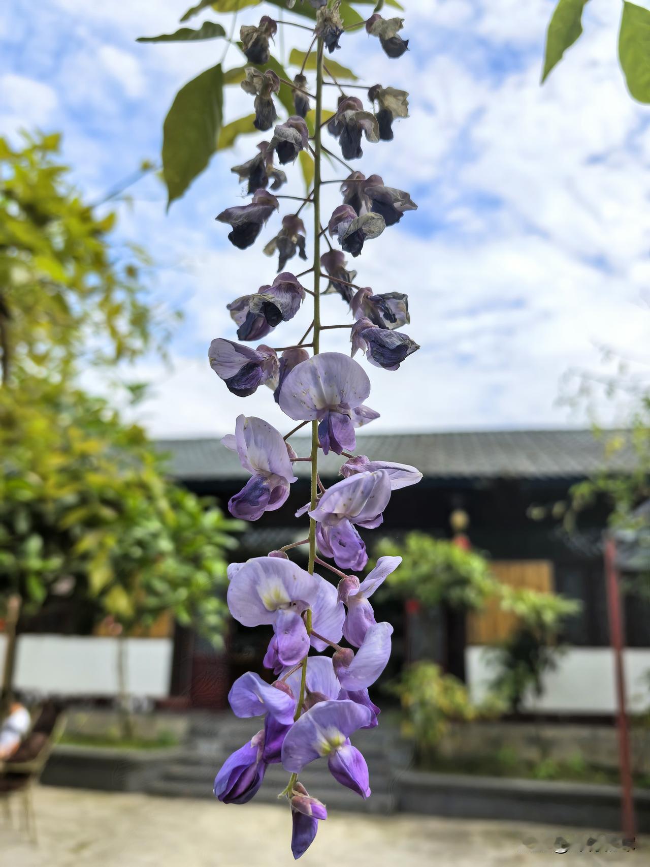 星期六，游绵竹武都山，至吉香庭院用午餐，见院内紫藤花吸睛，可惜已经开始凋谢，做紫