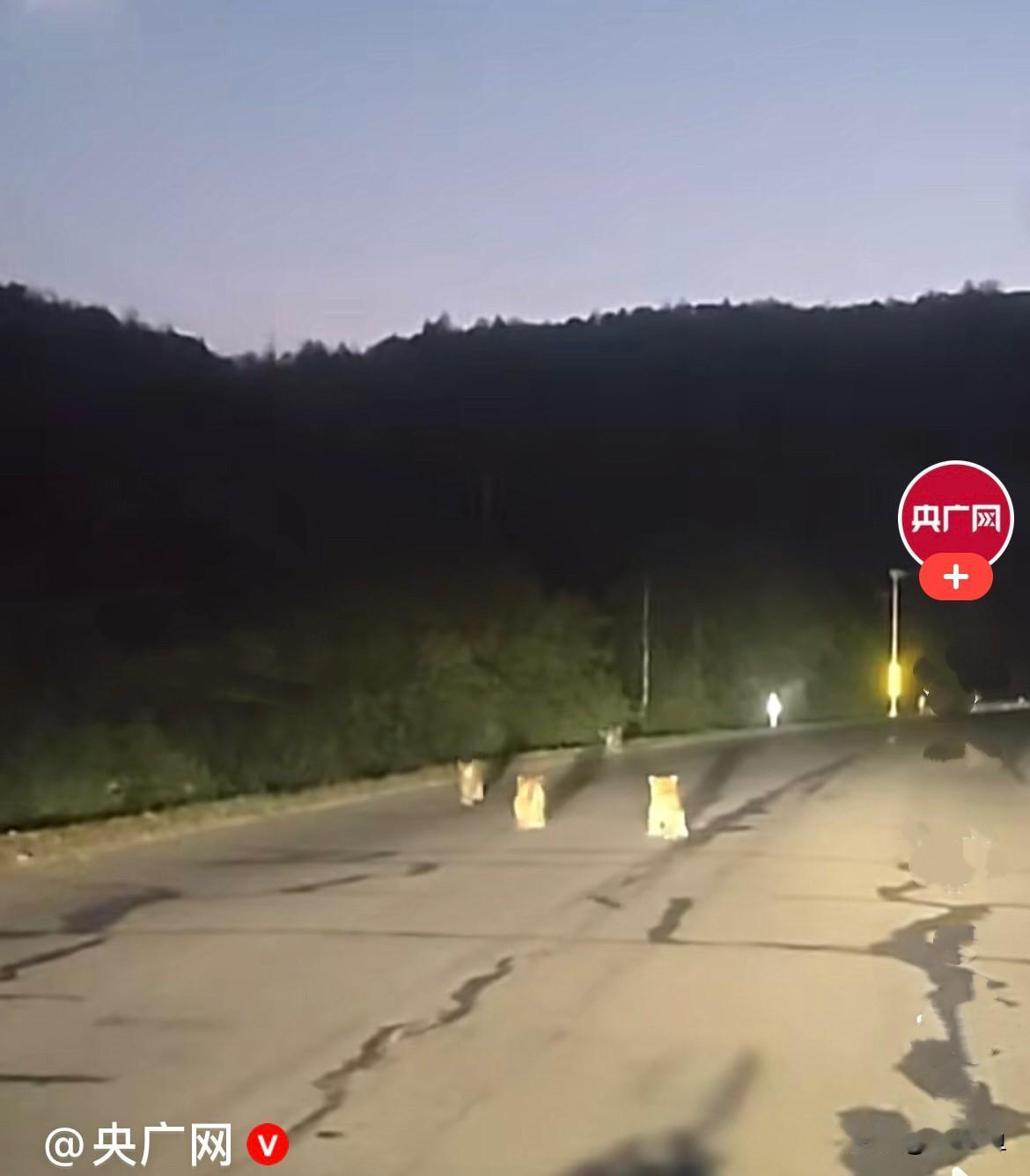 近日，吉林延边汪清县，一位王先生开车路过林区道路，突然撞见野生东北虎一家，一只大