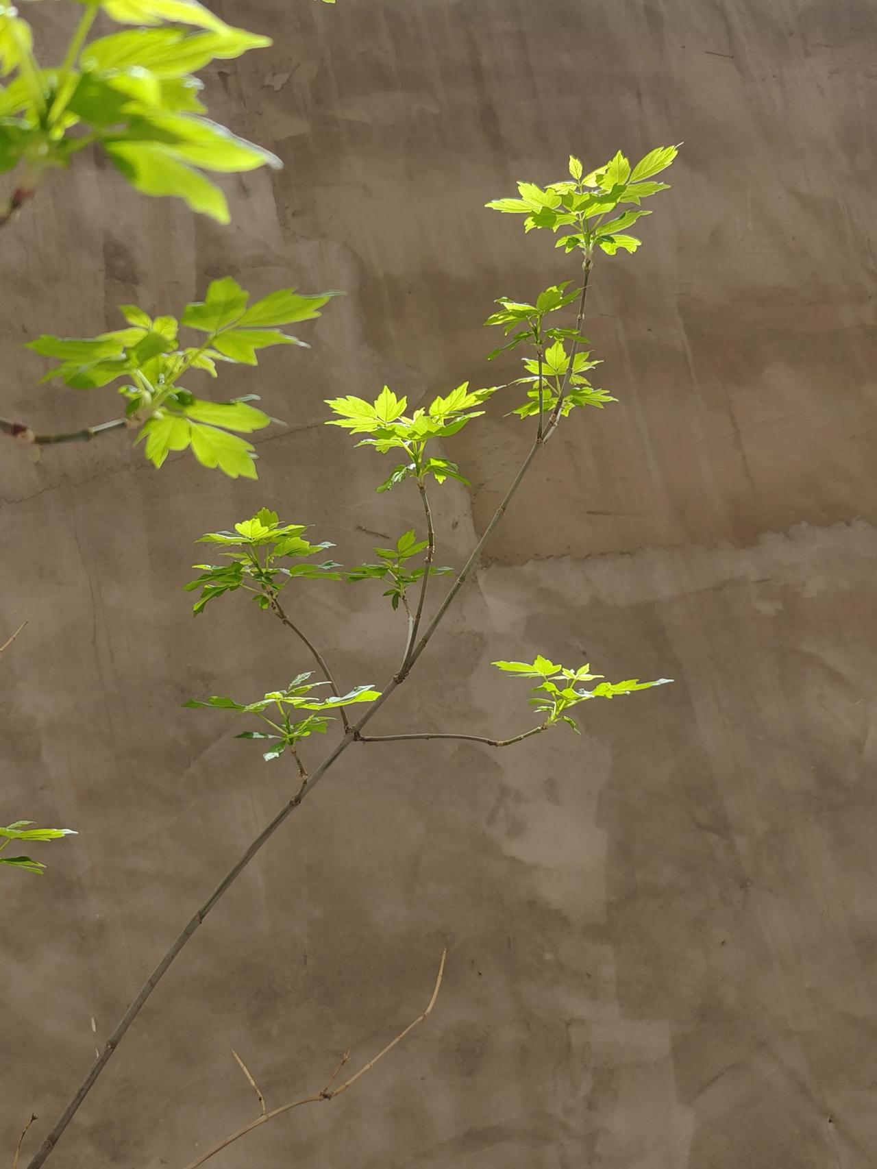 去了附近几个小景点，看着人头攒动，车流如潮的样子，觉得大家手里都非常有钱。
  