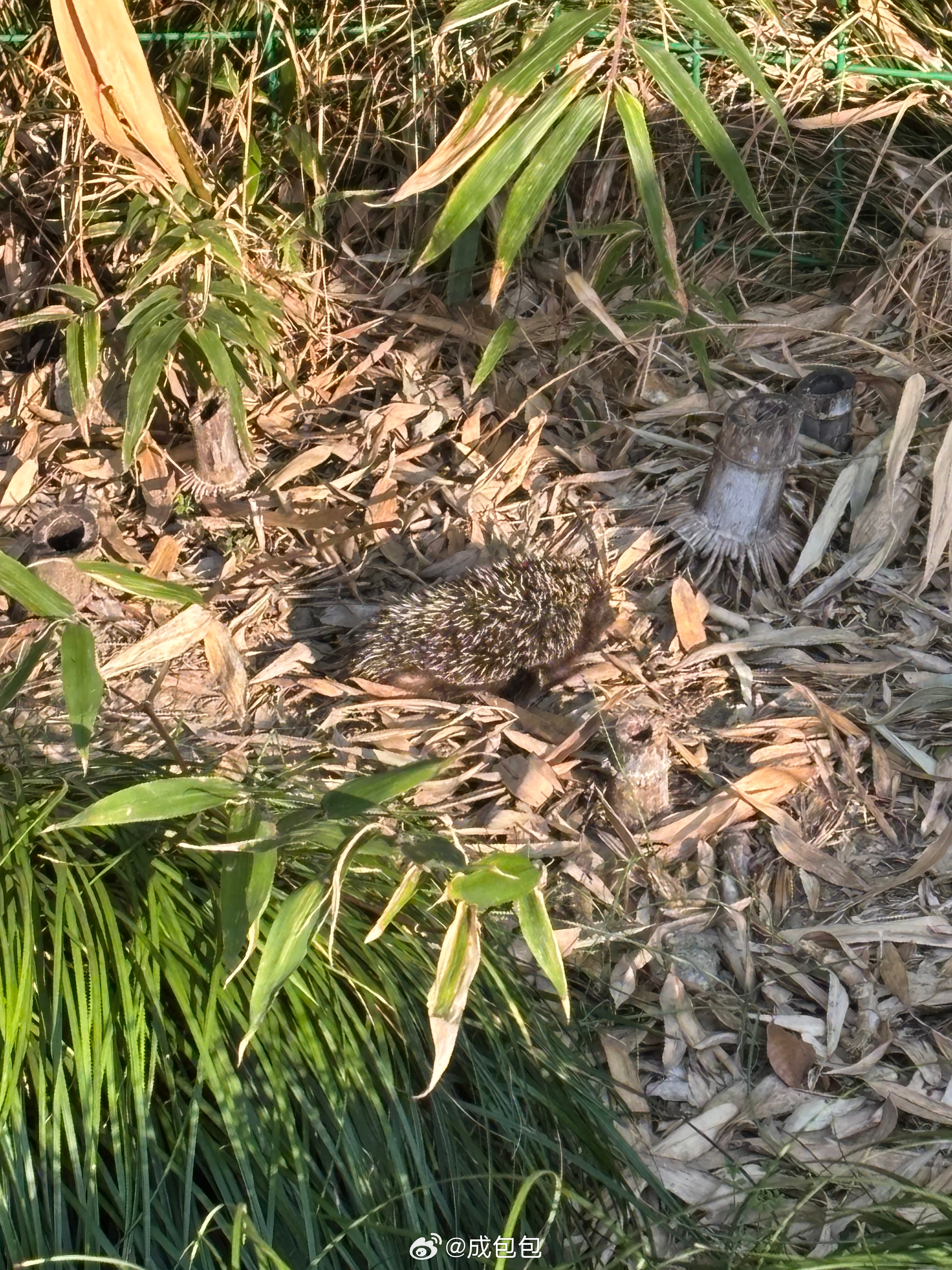 我与上海春天有个约会小区里发现一只小刺猬看上去生病了，动弹不得，也不知道该如何救