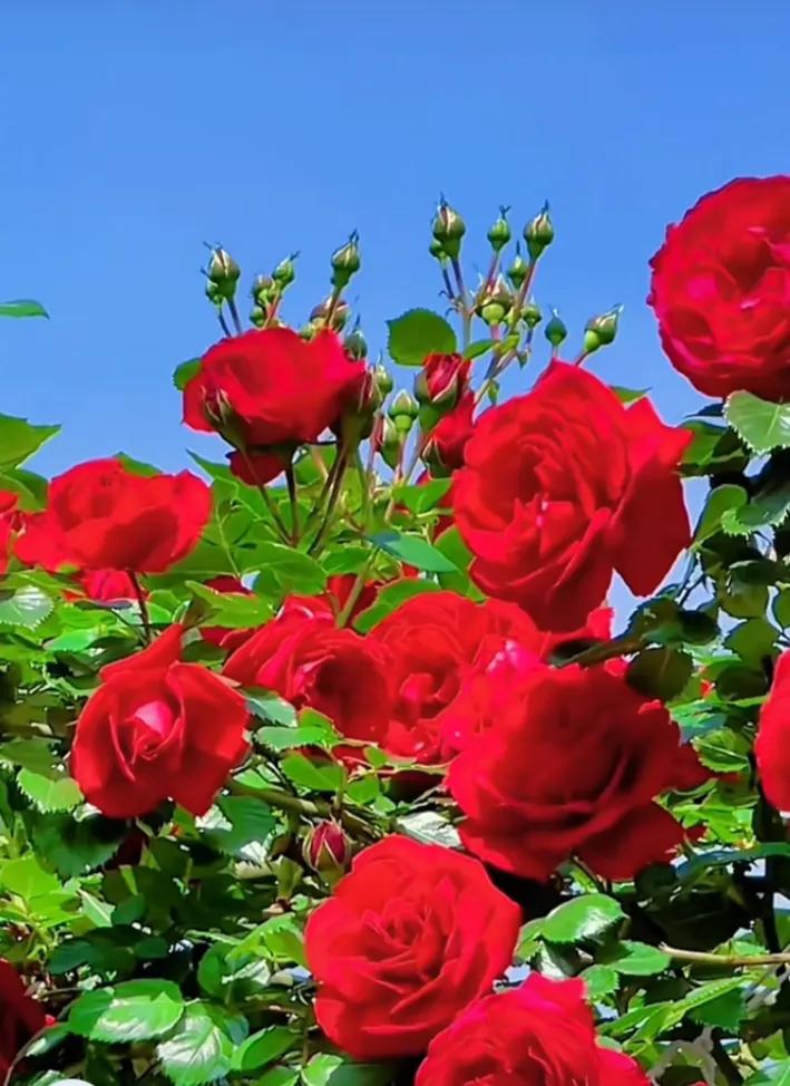#秋日生活打卡季# 玫瑰，那娇艳欲滴的红，似火在燃烧。花瓣层层叠叠，如舞女的裙袂