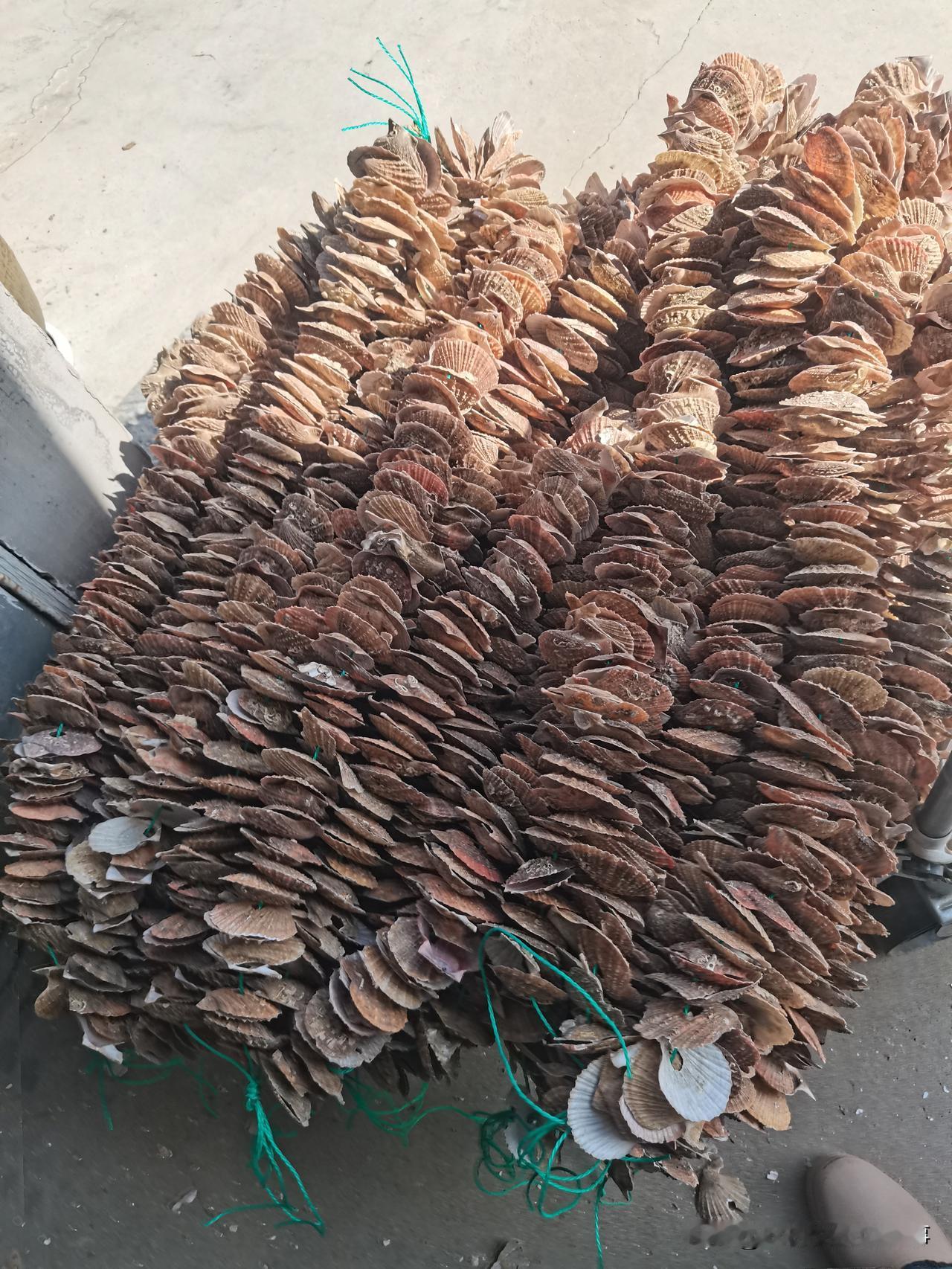 终于决定安下心干手工活了！
昨天第一天，挣了50块。
串扇贝，一根3毛4，一上午