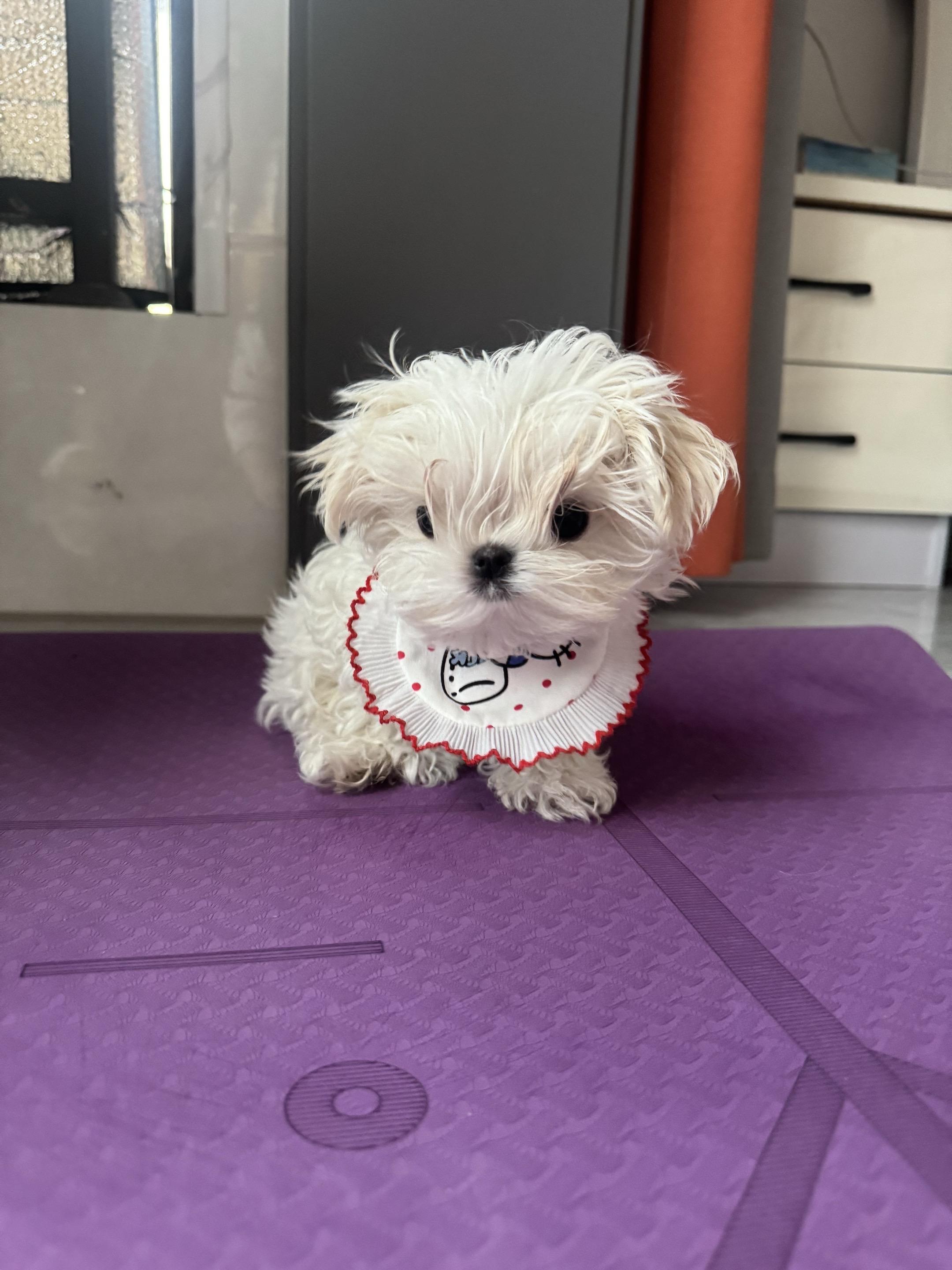 想看看你们的狗！