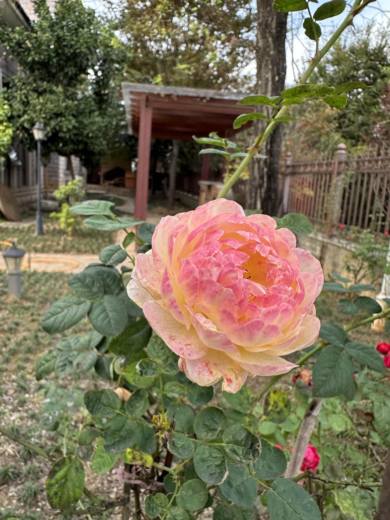 这是冬日里的温暖，漂亮像一幅画。
我叫不出它的名字，只是默默地欣赏。默默奉献的不