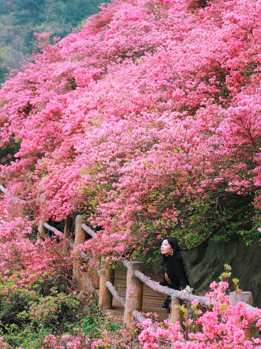 刚从云雾山看完杜鹃回来❗️我劝你别轻易前往