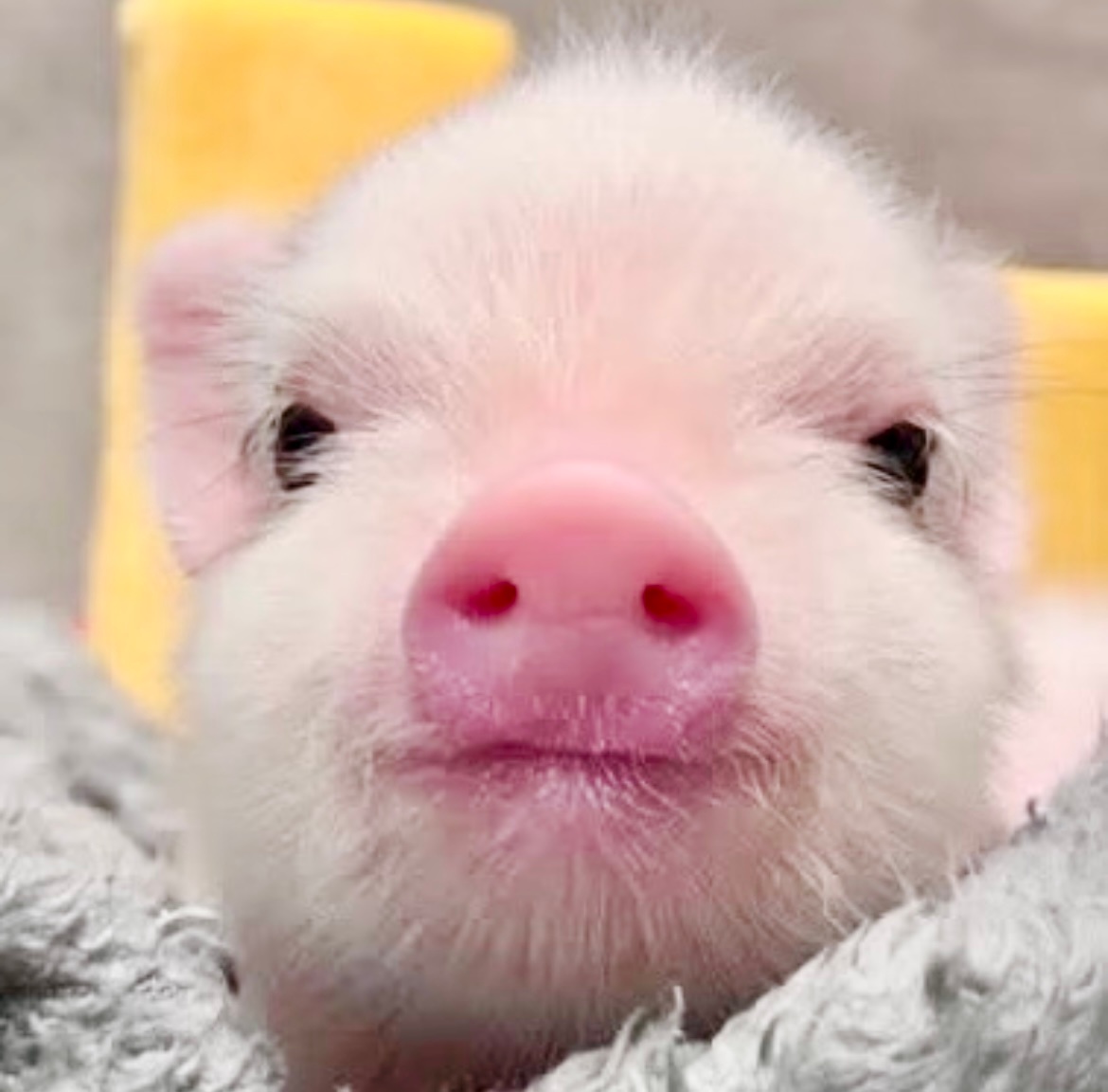 朴志晟 🐹朴志晟 小猪就这么呆呆的偷看你₍ᵔ•̀⚇•́ᵔ₎ 
