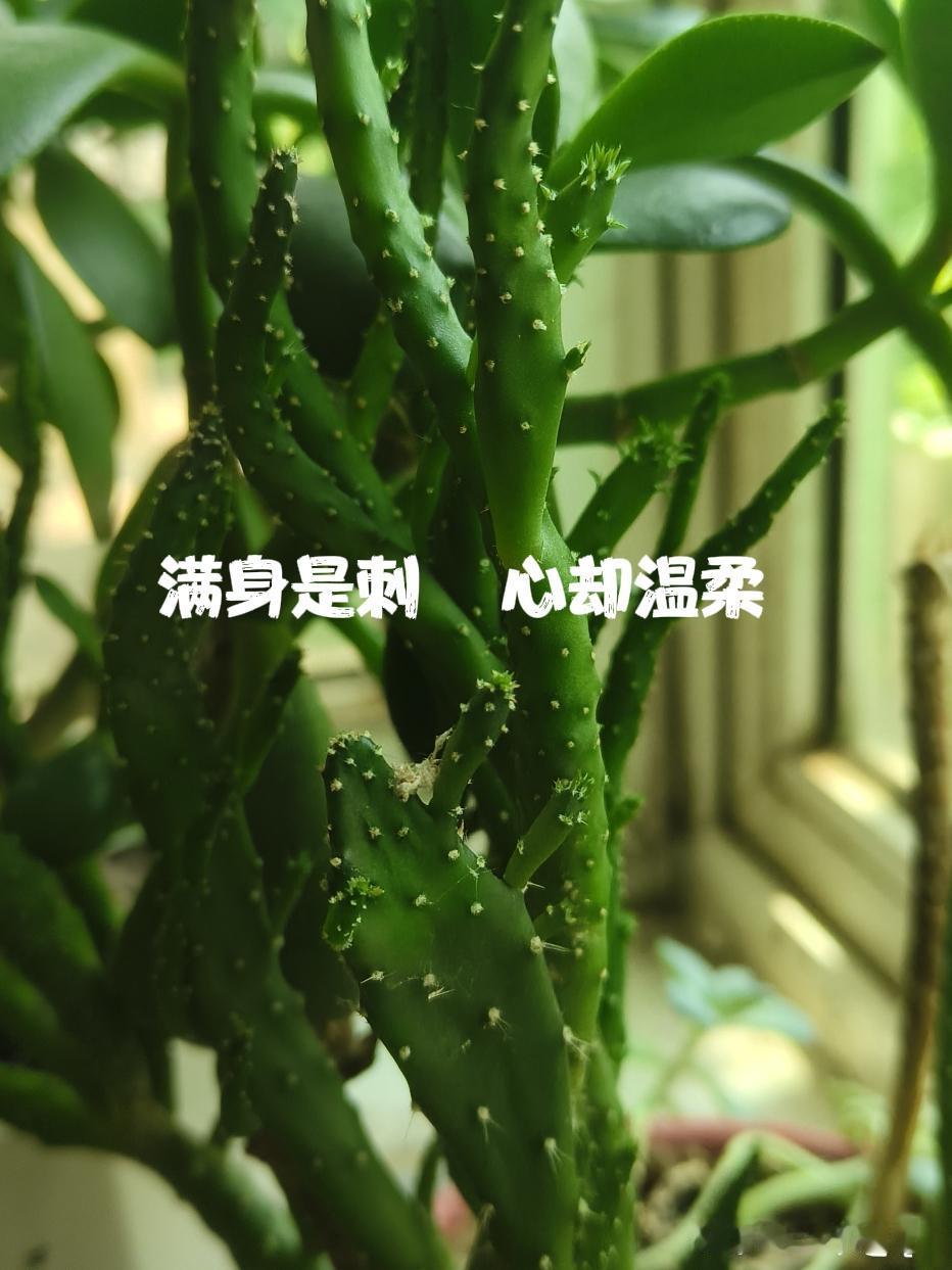 阳台上
一盆仙人掌，
解开了我和婆婆多年心结——

我家阳台上养了一盆仙人掌，