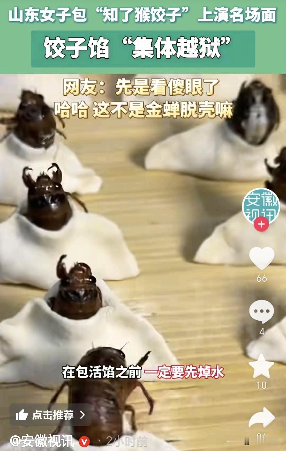 山东，一女子突发奇想，拿刚找的知了猴包饺子，可能是第一次尝试包这种馅吧，没有实践