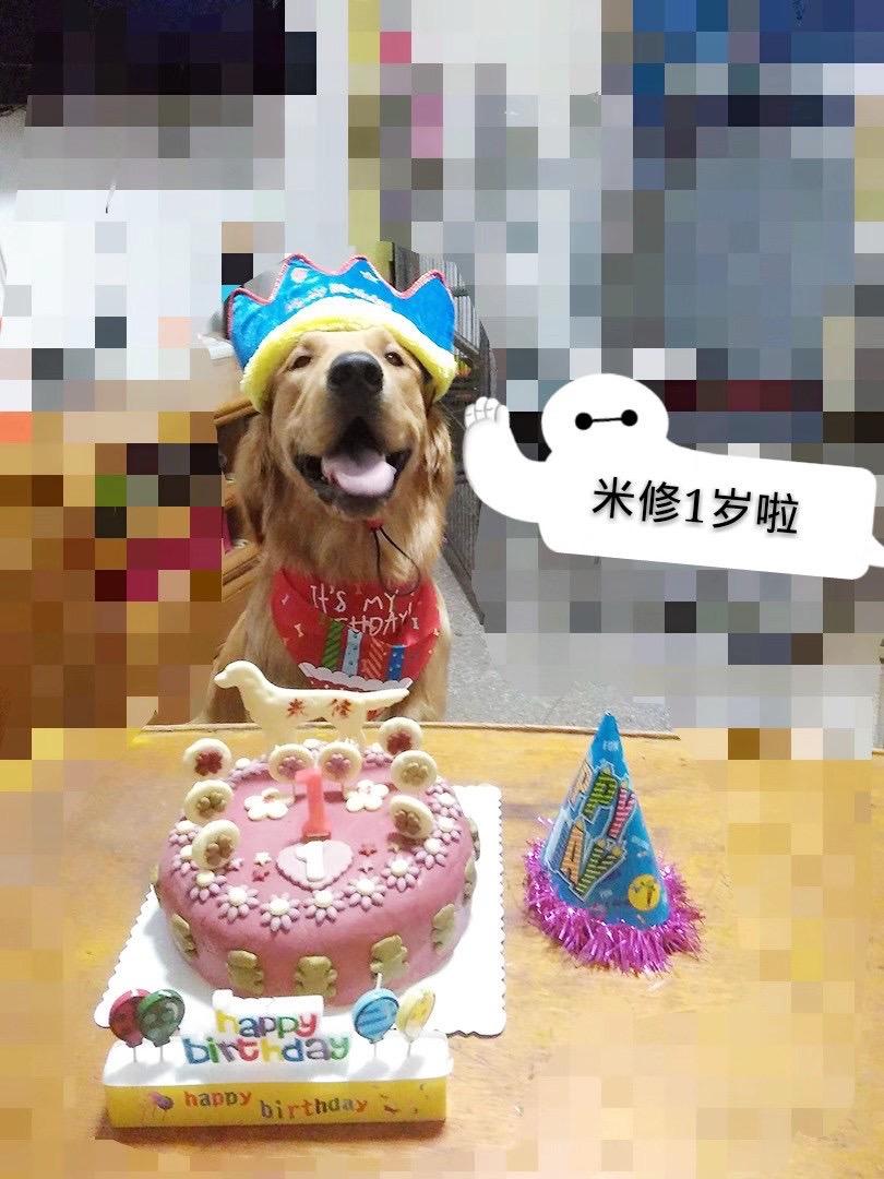 米修今天11岁了！妈妈希望，无论在哪里你都能快乐幸福被爱！