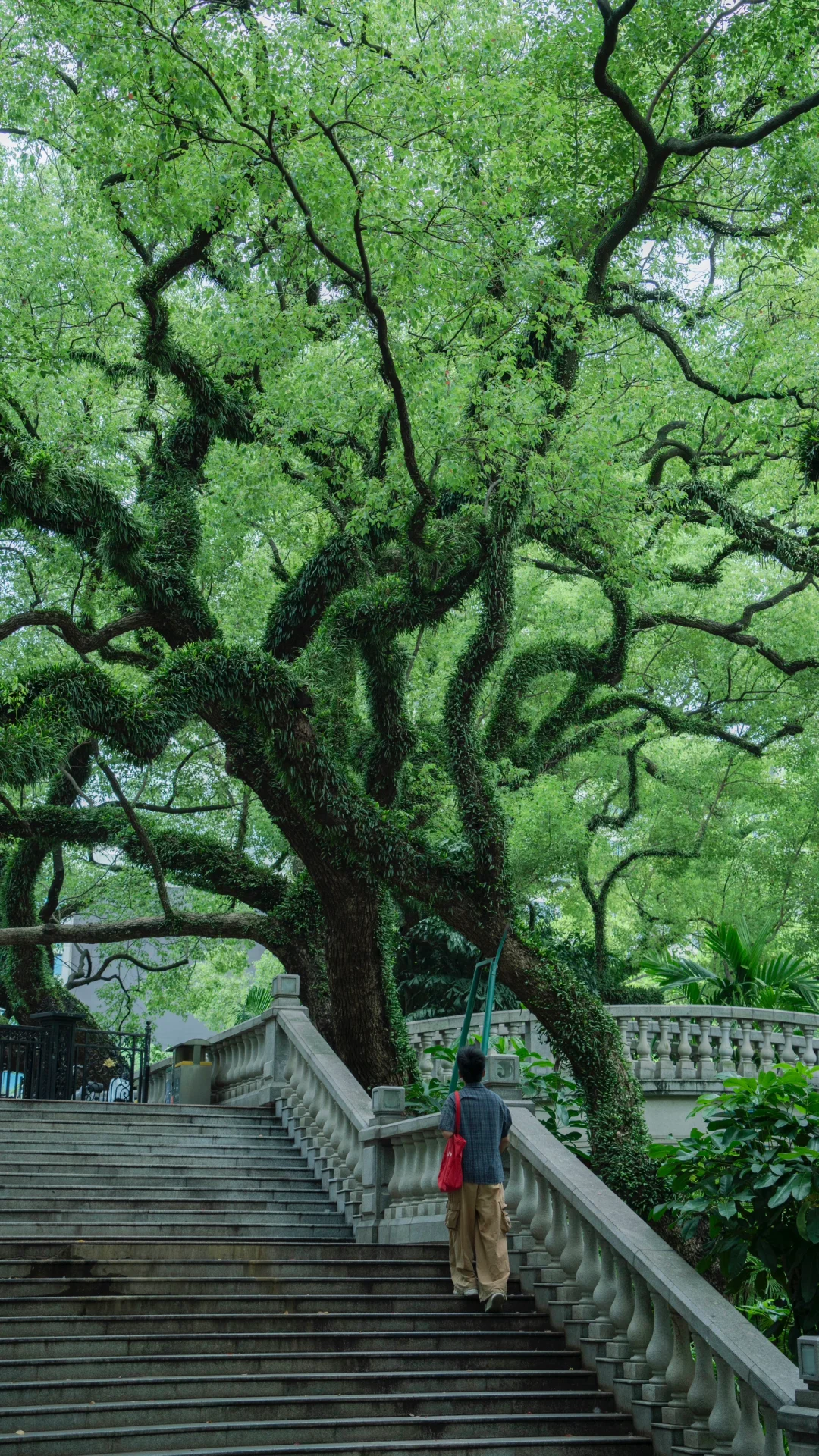 佛山中山公园，阴雨天的精神疗愈所