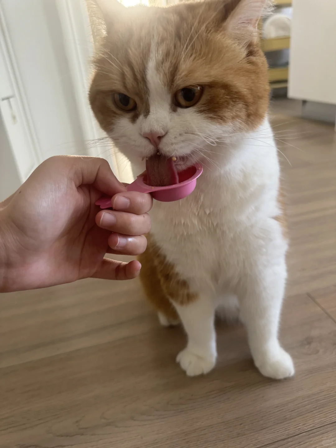 吃啥都要舔盖 做节俭猫小孩