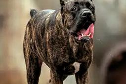 这像是烈犬类，带有狼性，性情非常凶险，对周围人的危险性巨大，必须严加管控。必须制
