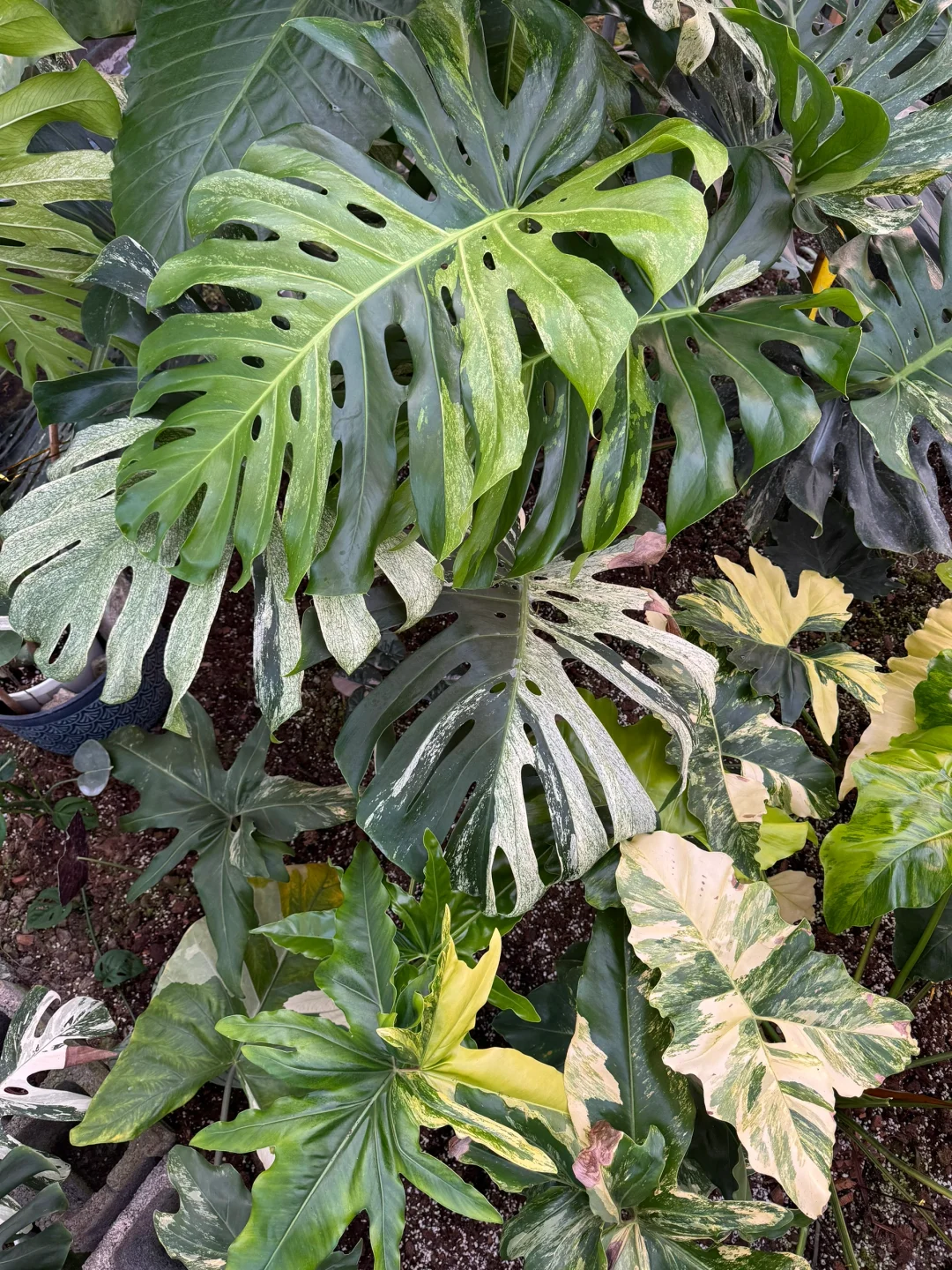曾经梦里的场景，也是在棚里实现了
