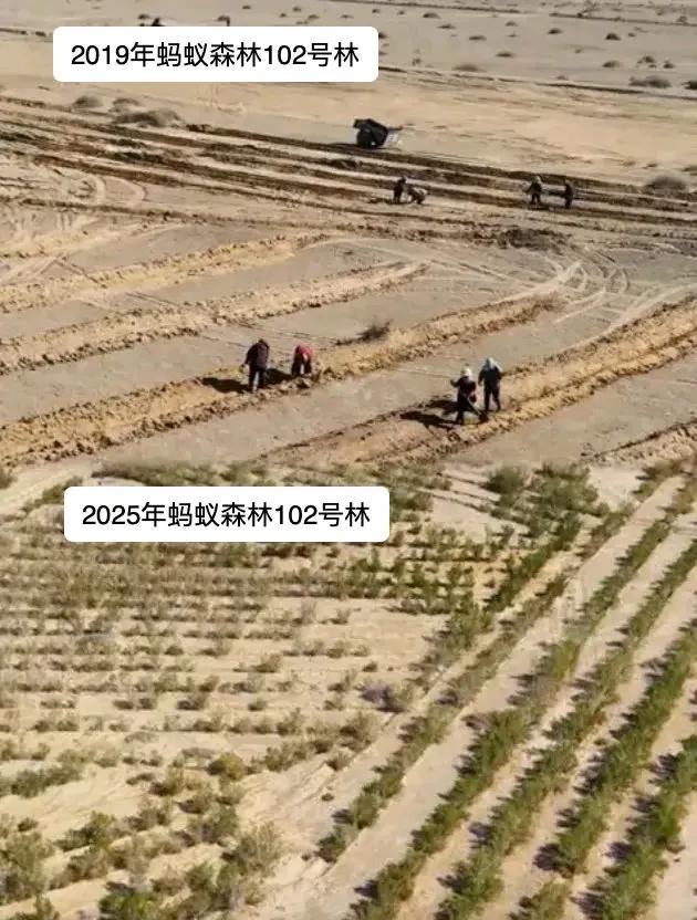 9年种树6.19亿棵，蚂蚁森林累计种植面积相当于半个乌兰布和沙漠！
在这个快节奏