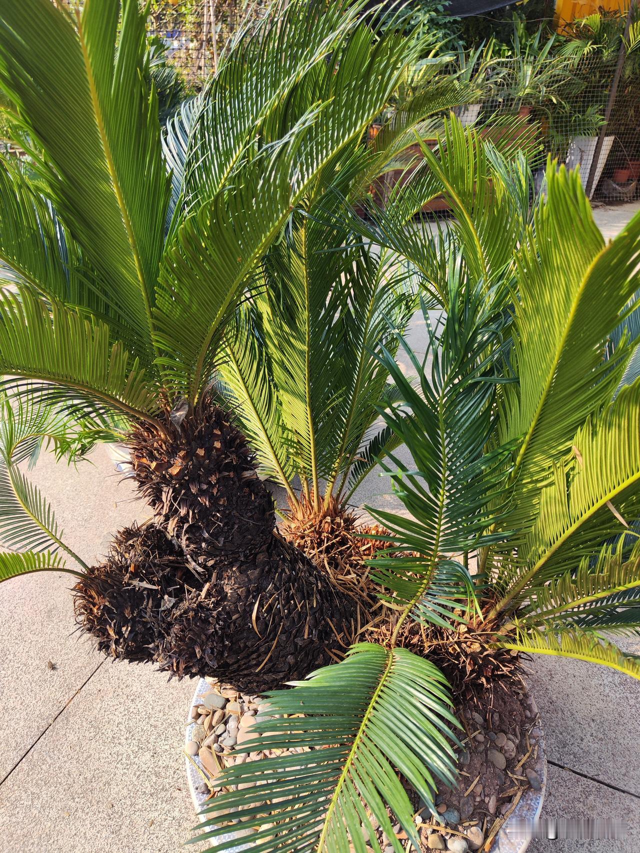 一张图证明秋天来了秋天已经过去了，只有留恋秋天的，还在苦苦的展现自己的风采，不想