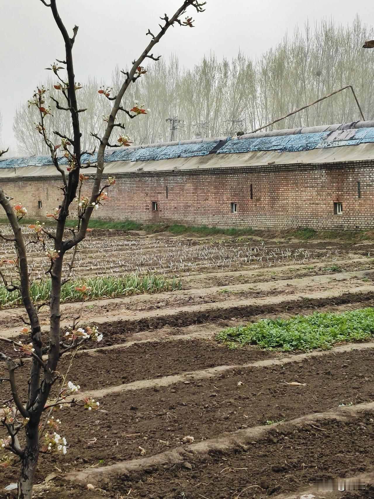 我前往郊区采摘，路上看见了菜地，这就是清明时节北京郊区菜地的真实模样吧？
俗话说