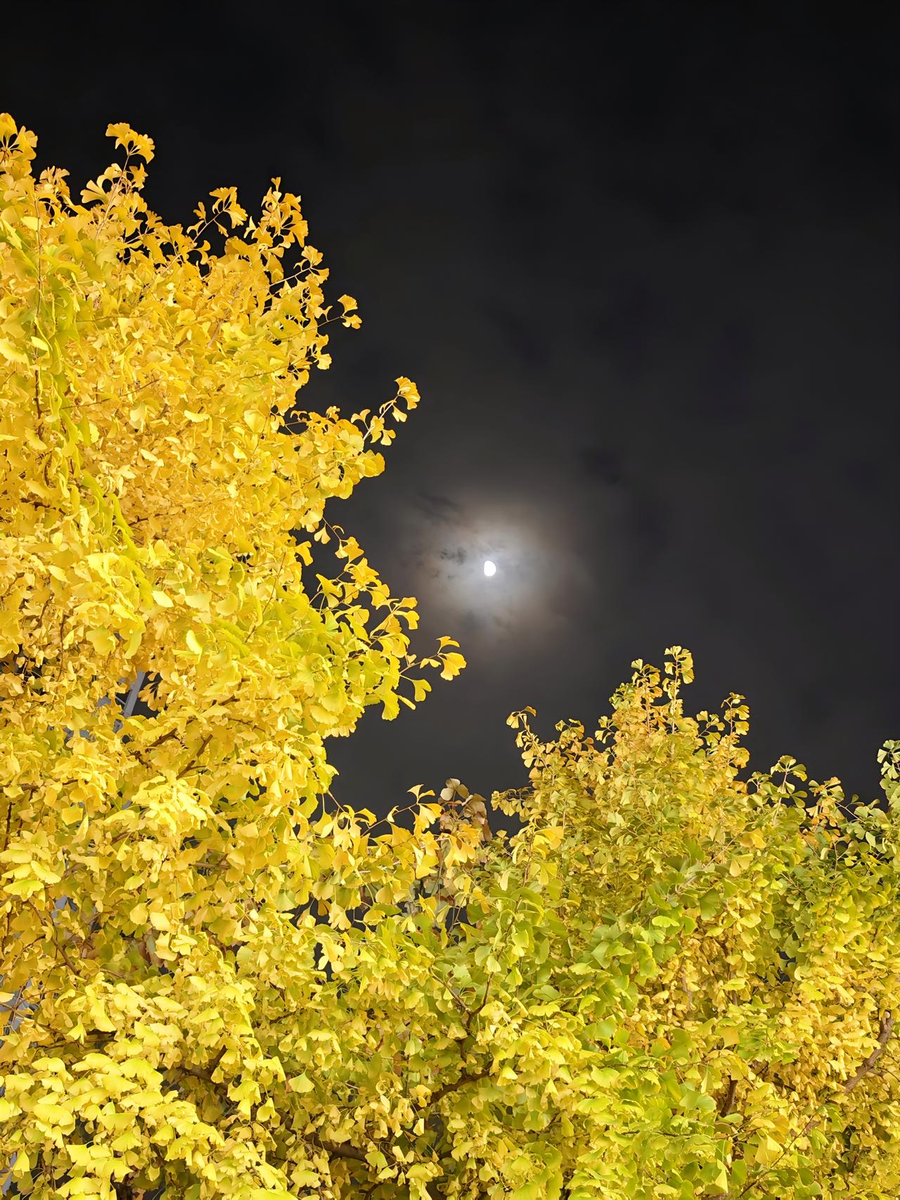 今晚的月色真美
成都真得是适合生活的城市