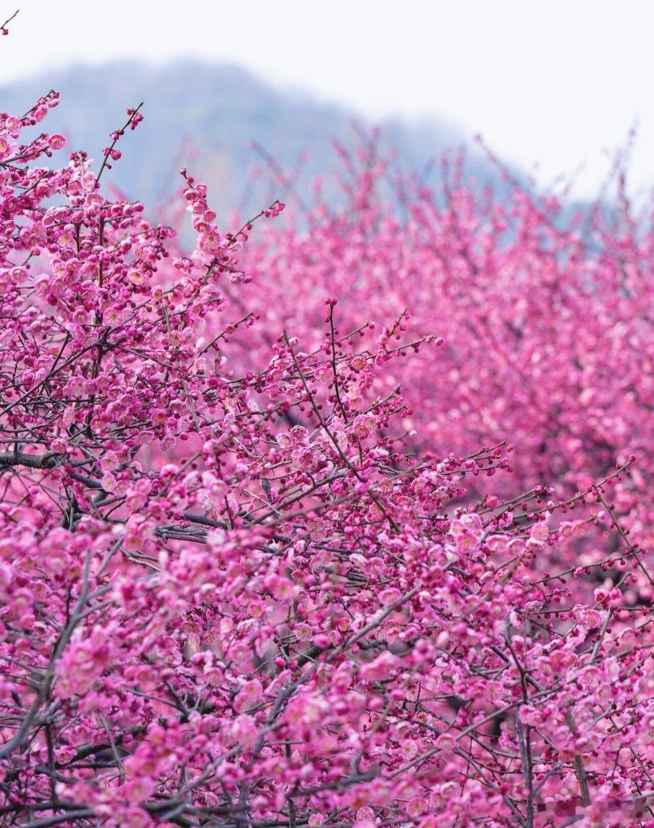 孤山梅花盛开！这才是杭州的冬天❄️老杭州人常说:西湖寻梅，当属孤山这里的梅，孤标