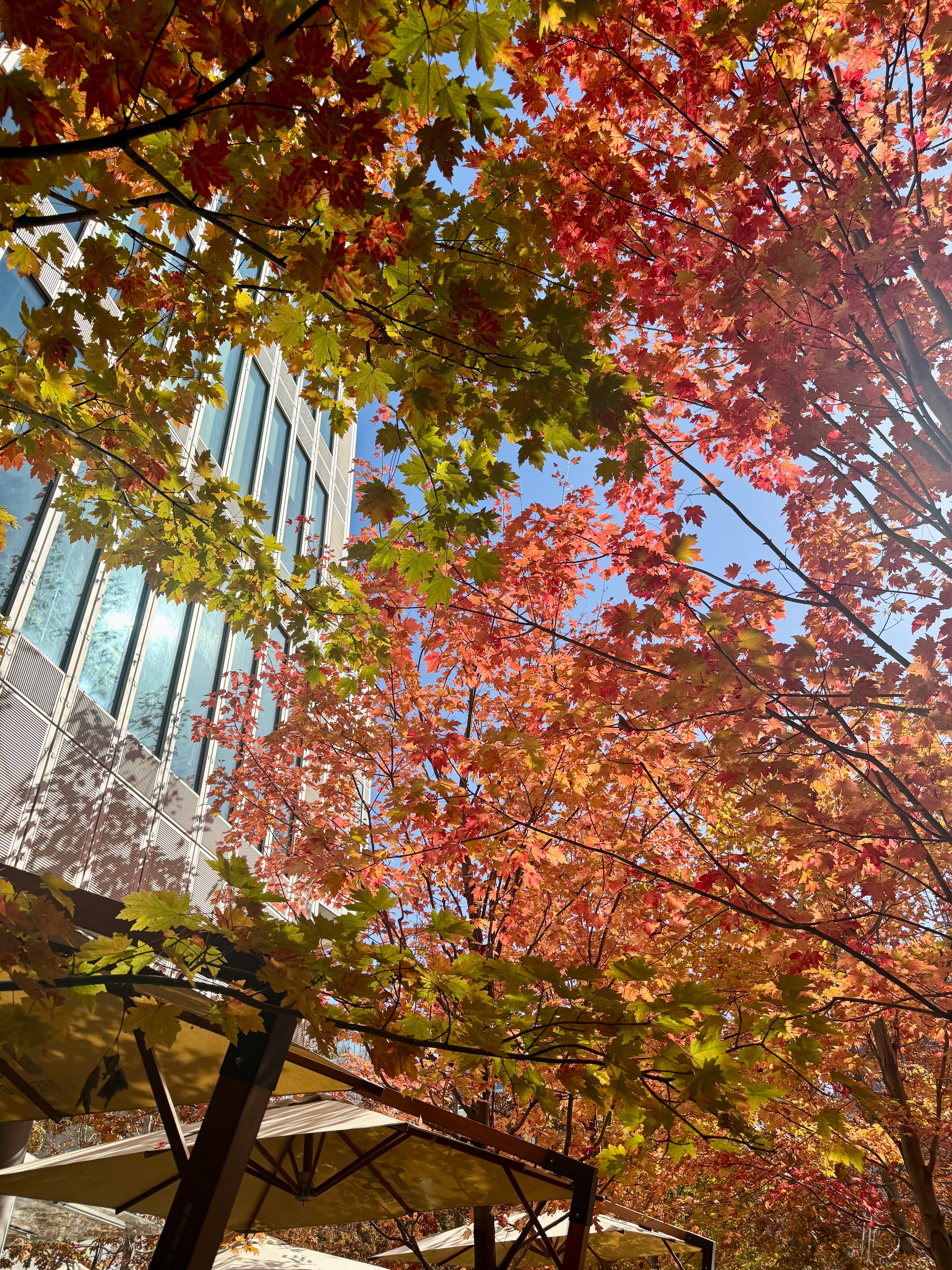 下楼吃个午饭就能赏这样的好风景 杭州·天目里