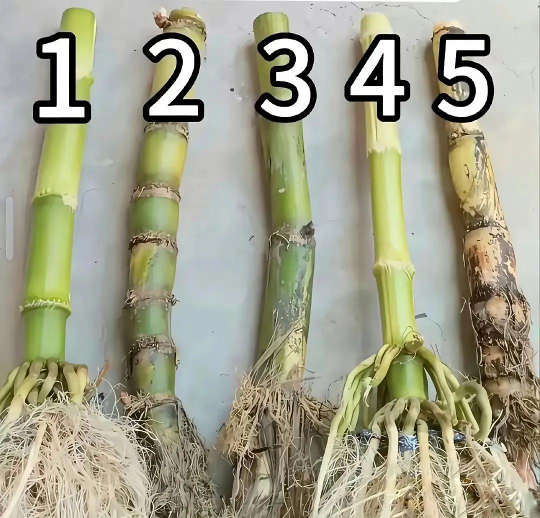 5根植物，到底哪根才是甘蔗？我看了半天都找不出来。有些长得最像甘蔗，外形相似，茎