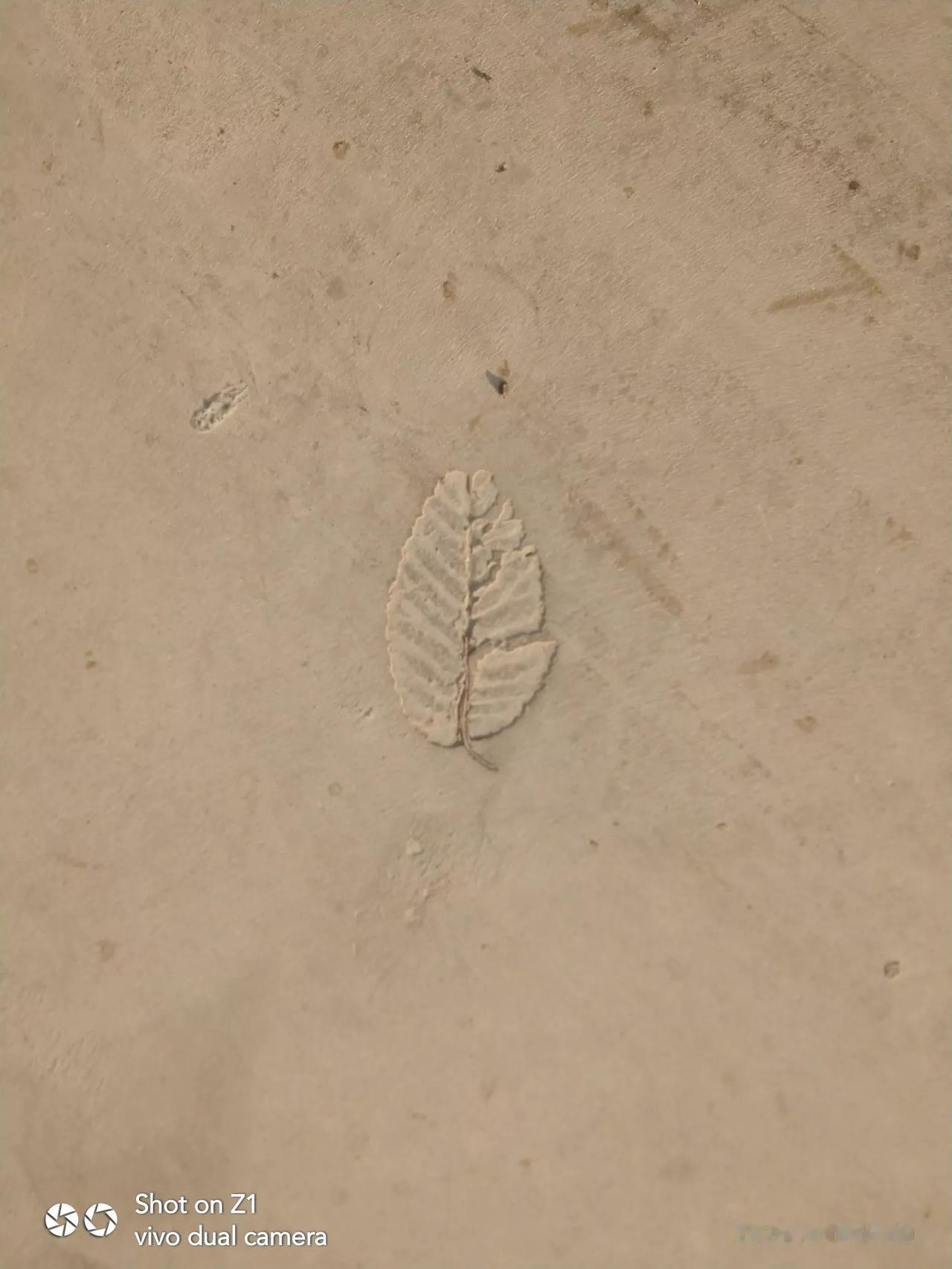 叶落知秋意，岁月静好时。
(这个树叶很特别，只是个印迹)