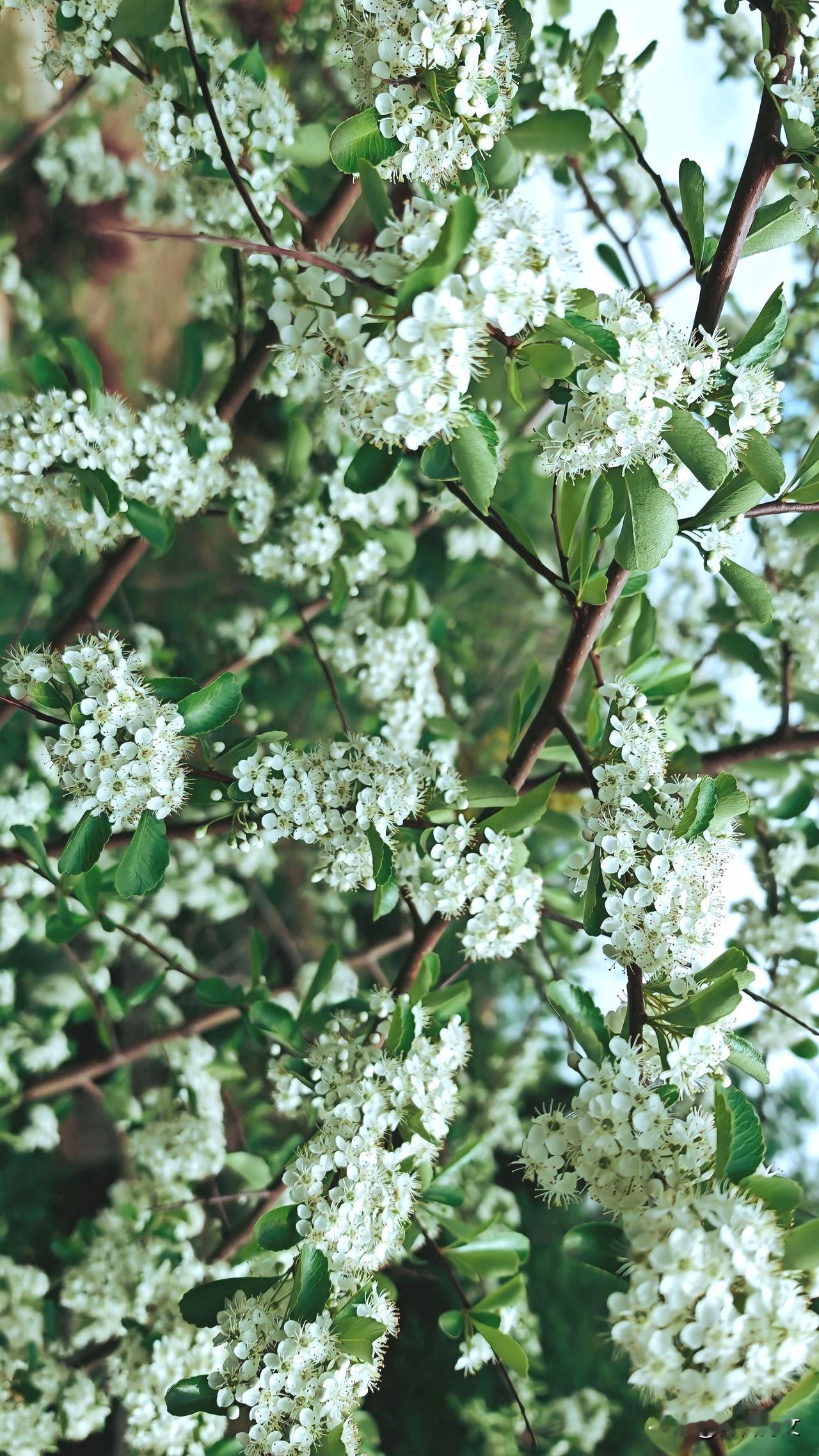 火棘花开得热烈而克制。细碎的五角小白花，密密匝匝压满枝头，如云似雾。虽无惊世之香