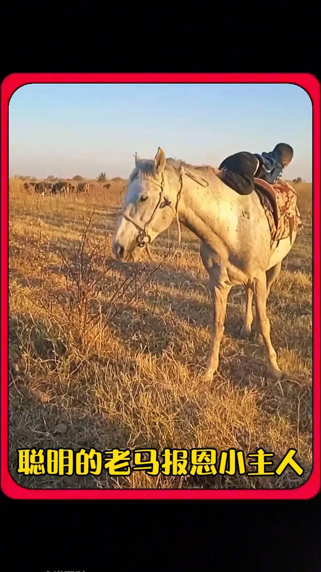 聪明的老马报恩小主人。
一匹老马因为丧失了劳动能力，竟被狠心的主人遗弃在荒草中，