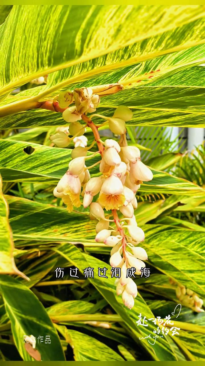 艳山姜花卉欣赏。
春天来了你没来，春风吹花已开。说好一起看花海，你究竟何时来？问
