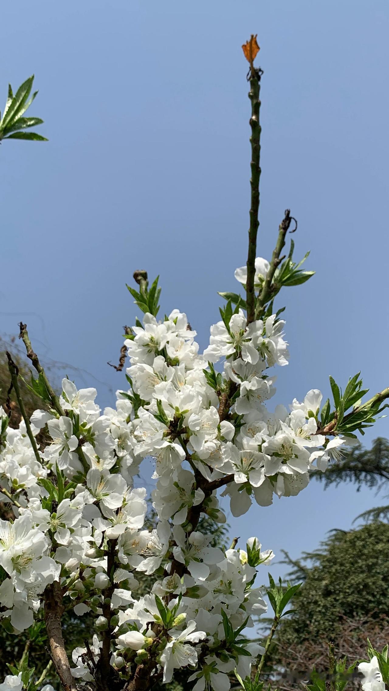 #分享一张关于春天的照片吧#